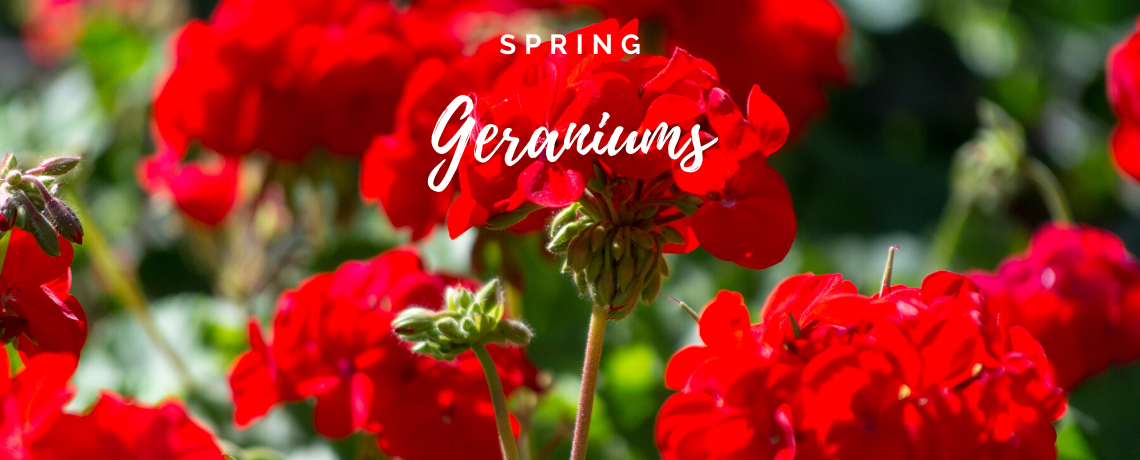 Spring Geraniums
